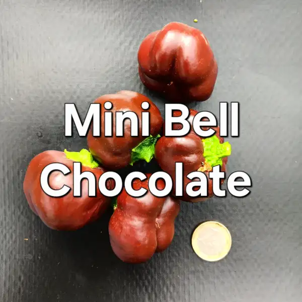 Paprika: Mini Bell Chocolate
