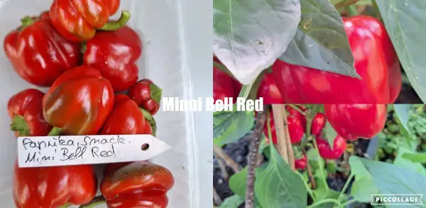 Paprika: Mini Bell Red - Paprika