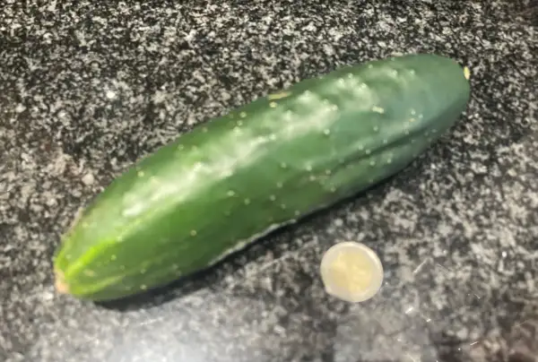 Gurken: Mini Gurke - Mezzo lungo verde produttivo
