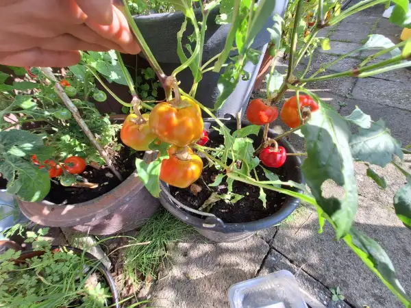 Chili / Paprika: Mini Herz - Paprika