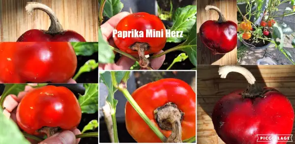 Chili / Paprika: Mini Herz - Paprika