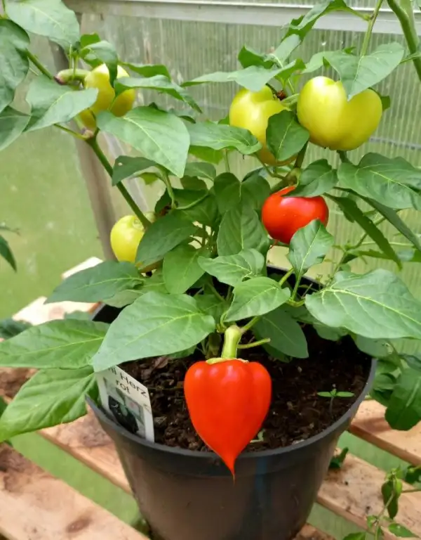 Chili / Paprika: Mini Herz Paprika Rot