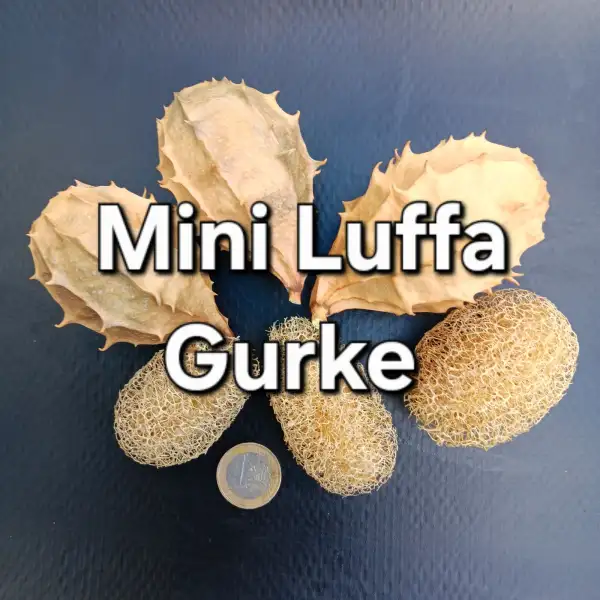 Gurken: Mini Luffa Gurke