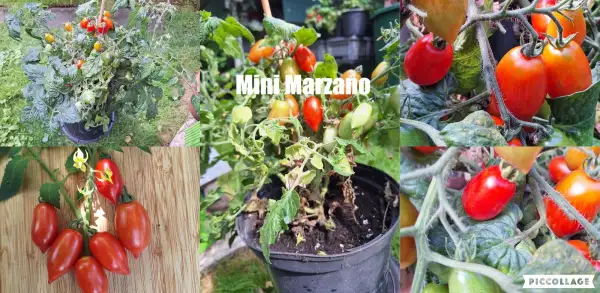Tomaten: Mini Marzano - Zwergtomate