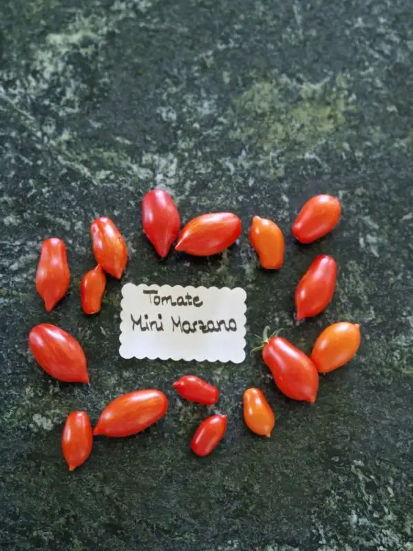 Tomaten: Mini marzano