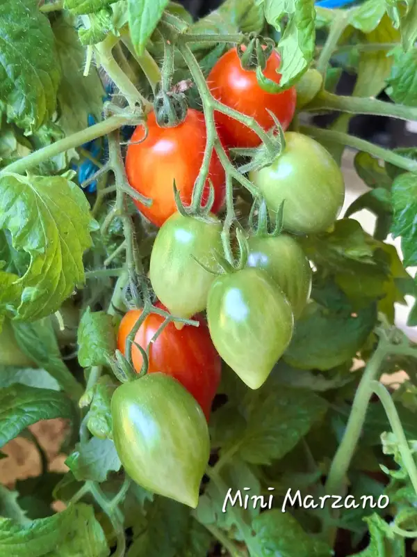 Tomaten: Mini Marzano (micro)