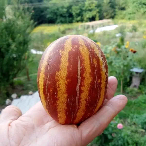 Melonen: Mini-Melone „Rich Sweetness“ sehr aromatische, nicht zu süße Früchte!