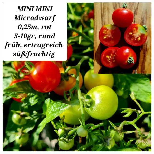 Tomaten: MINI MINI (5KORN)