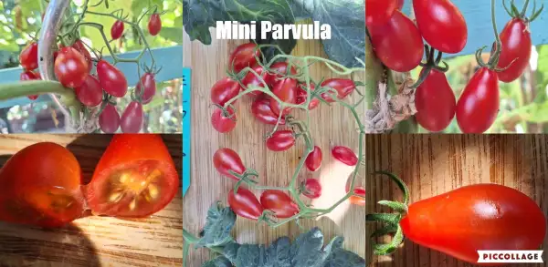 Tomaten: Mini Parvula - Massenträger