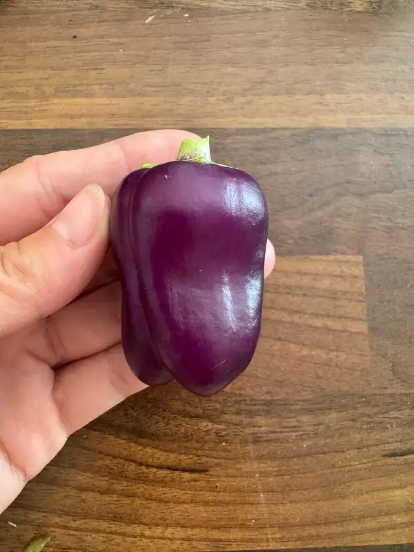Paprika: Mini Purple Block Paprika