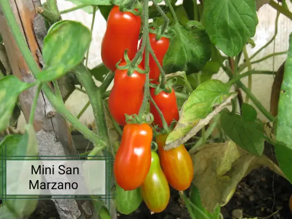 Tomaten: Mini San Marzano