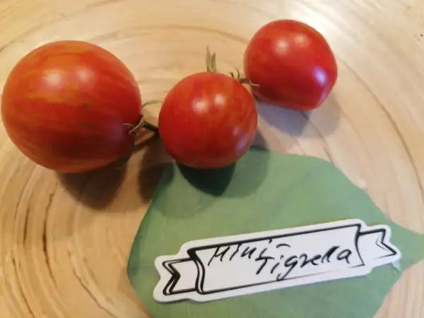 Tomaten: Mini Tigrella
