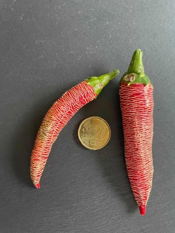 Chili / Paprika: Mini Vezema