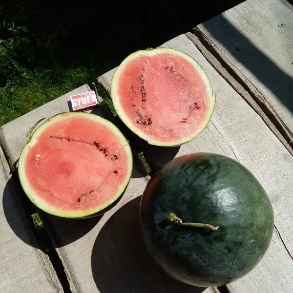 Melonen: Mini Wasser-Melone aus Ungarn 2-4kg