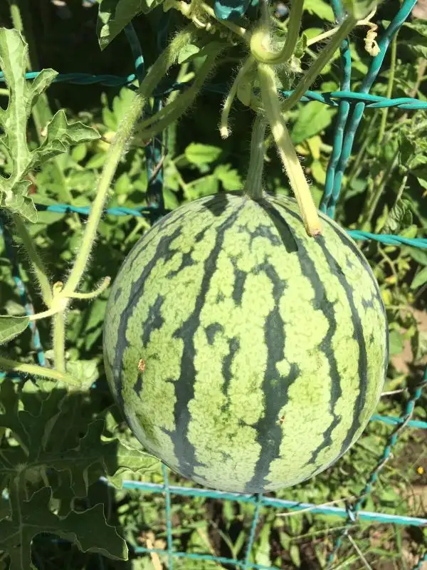 Obst: Mini Wassermelone