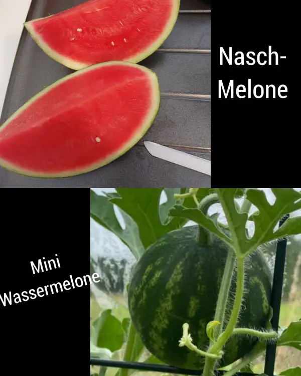 Obst: Mini Wassermelonen