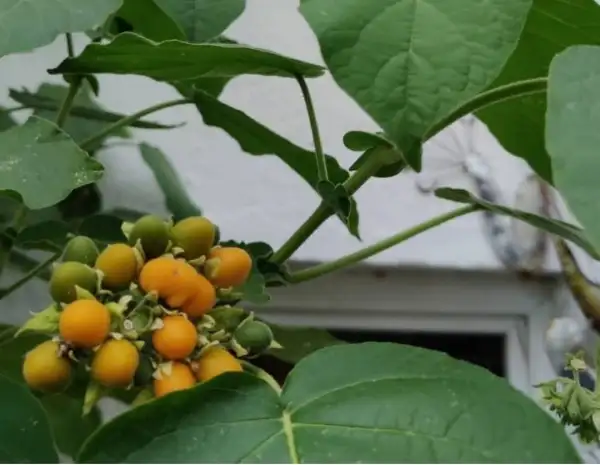 Beeren: Mini Zwerg Tamarillo