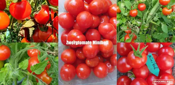 Tomaten: Minibel - Microdwarf/Zwergtomate