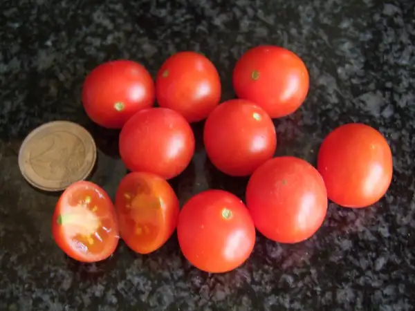 Tomaten: Minibel - Zwergtomate