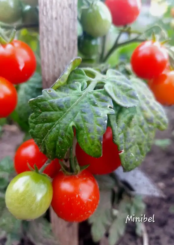 Tomaten: Minibel