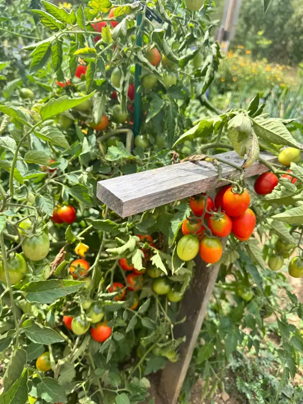 Tomaten: Minibell