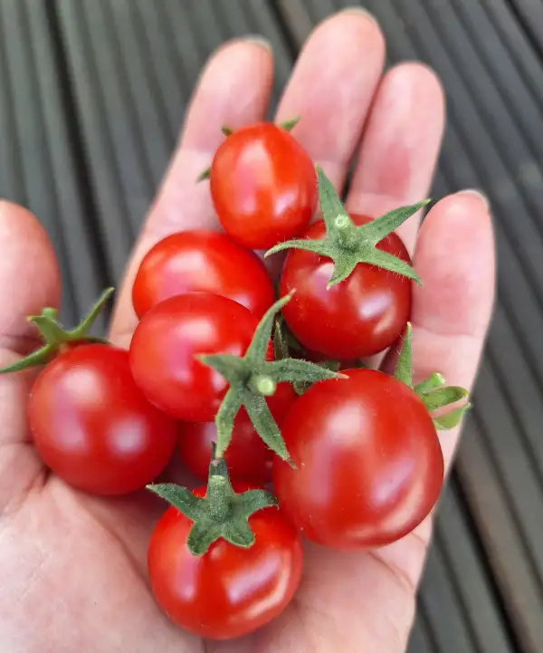 Tomaten: Minibell