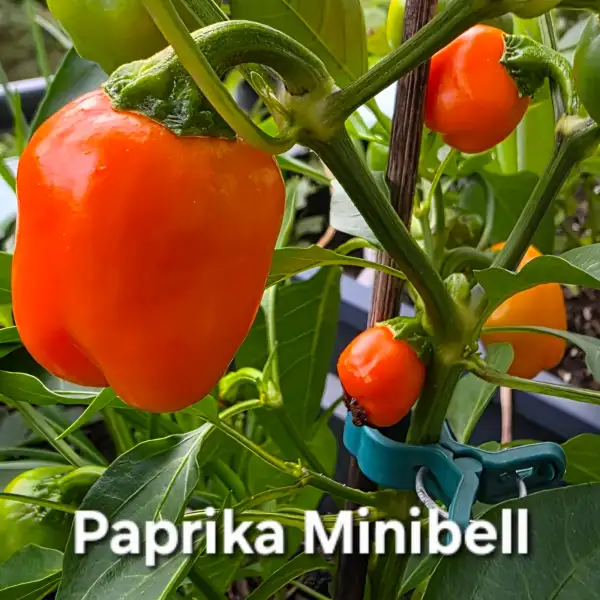 Chili / Paprika: Minibell orange