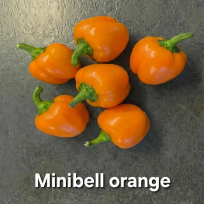 Chili / Paprika: Minibell orange