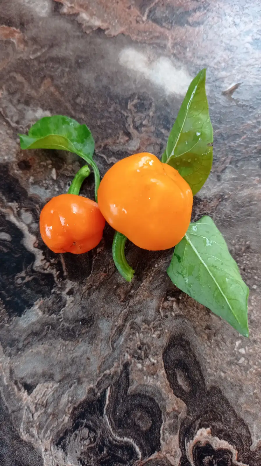 Chili / Paprika: Minibell orange