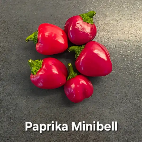 Chili / Paprika: Minibell rot