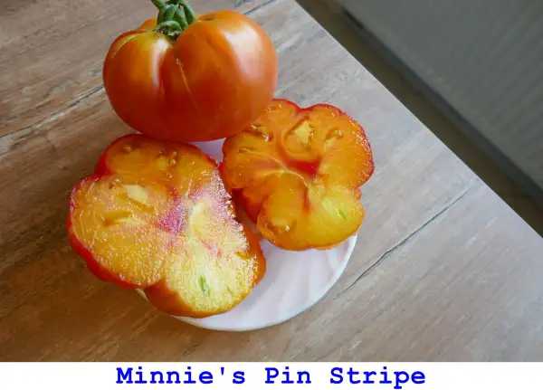 Tomaten: Minnie’s Pin Stripe