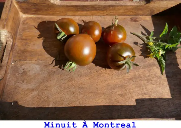 Tomaten: Minuit À Montreal