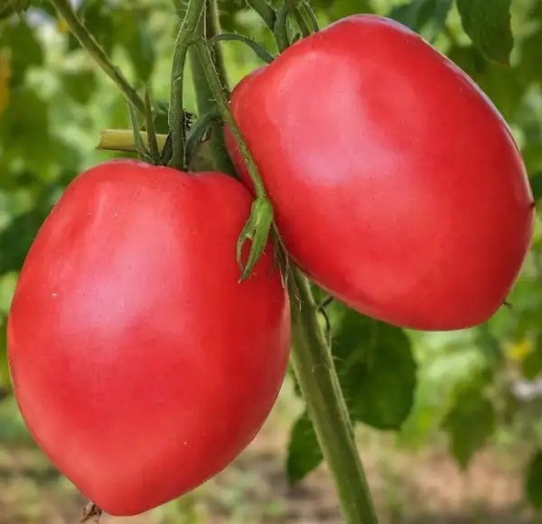 Tomaten: Minusinsker Gläser Rosa