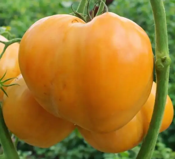 Tomaten: Minusinsker Ochsenherz Gelb