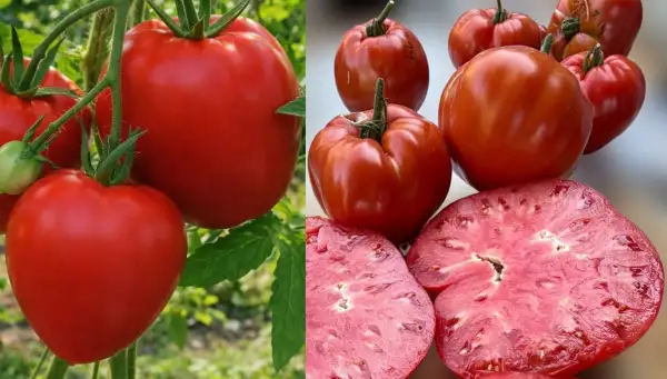 Tomaten: Minusinsker Zuckersüß