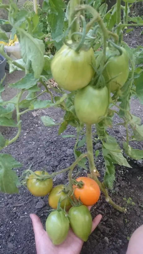 Tomaten: Minusinskie stakany orange