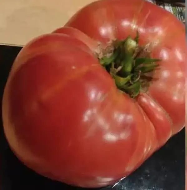 Tomaten: Minusinskij Gigant