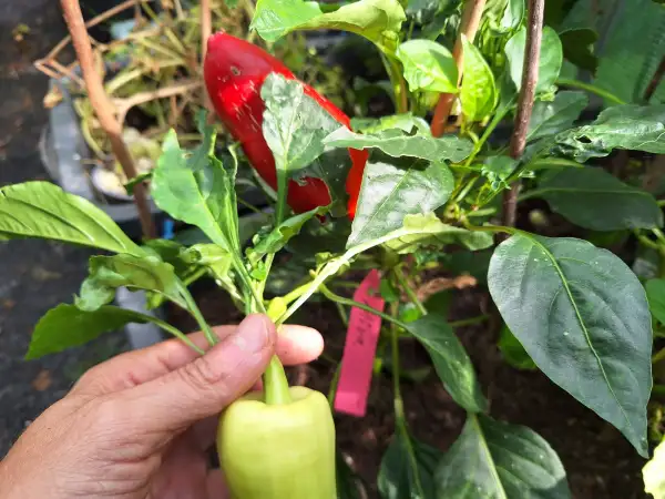 Chili / Paprika: Mira - Paprika