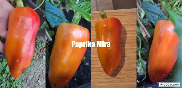 Chili / Paprika: Mira - Paprika