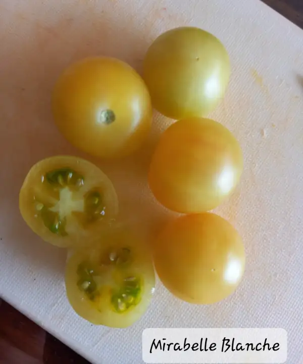 Tomaten: Mirabelle Blanche