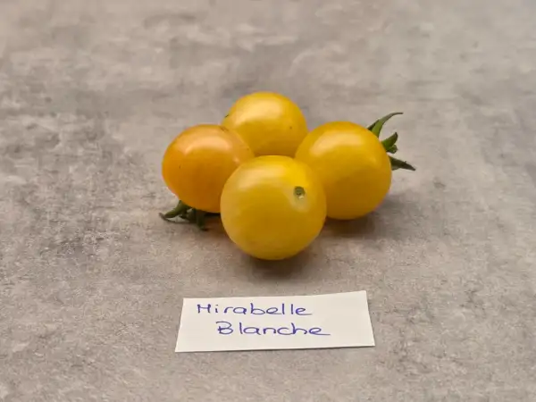 Tomaten: Mirabelle Blanche