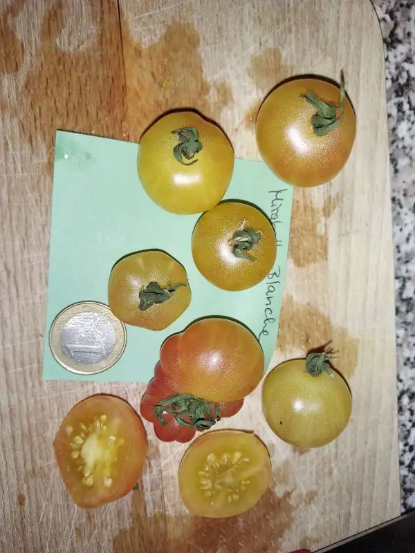 Tomaten: Mirabelle Blanche