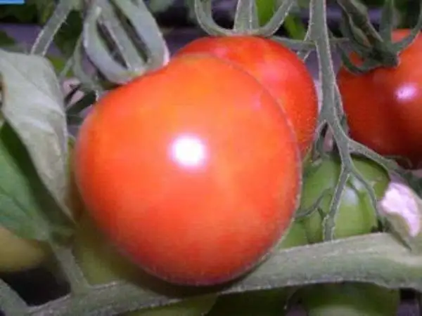 Tomaten: Mirabelle rot