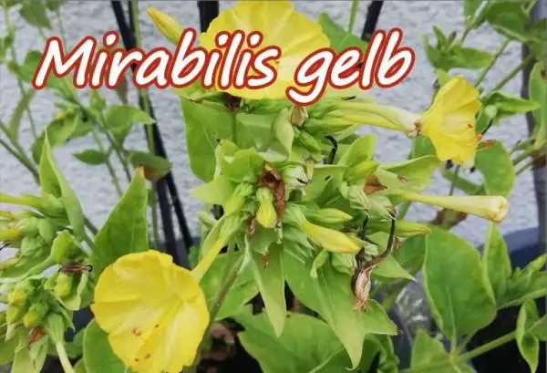 Blumen: Mirabilis gelb