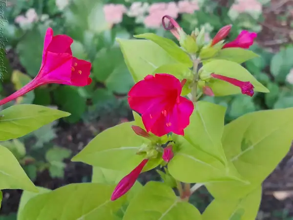 Stauden / Gehölz: Mirabilis jalapa