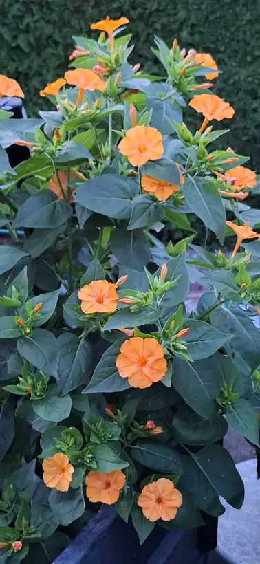 Blumen: Mirabilis/Wunderblume orange