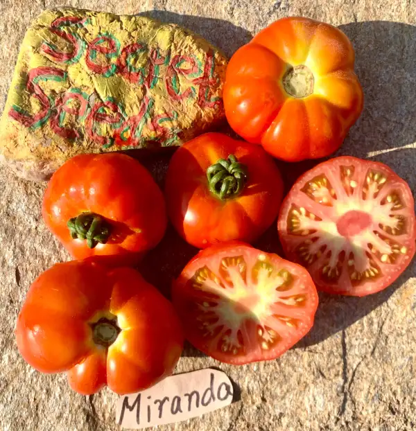 Tomaten: Miranda