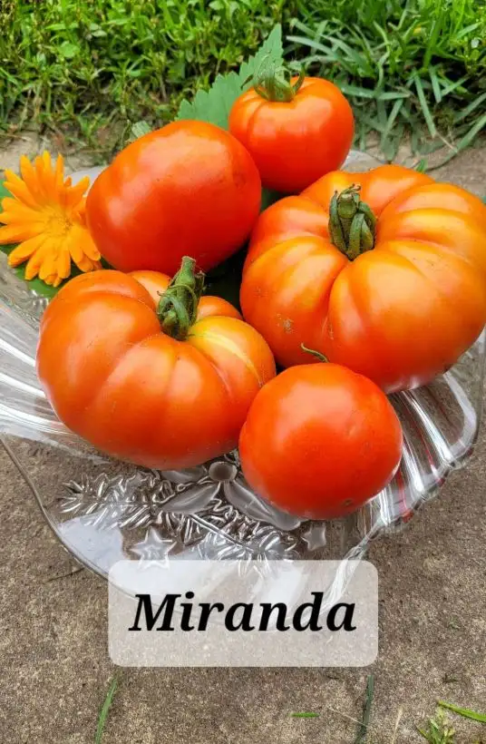 Tomaten: Miranda