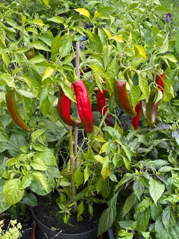 Chili / Paprika: Mirasol/Guajillo