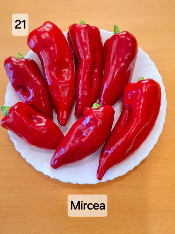 Chili / Paprika: Mircea